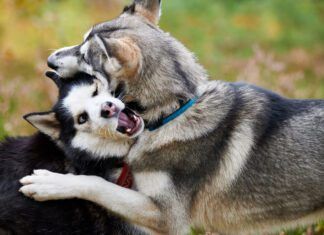 You can tell if dogs are playing or fighting by closely observing their body language.