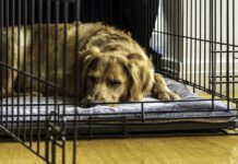 Dog Crate Alternatives Indoor Dogs Gates Tethers and More