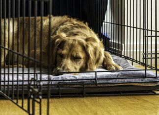 An older rescue dog rests in a comfortable crate with the door open.