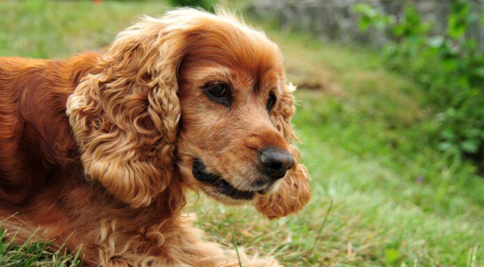 Idiopathic rage is associated with Cocker Spaniels, and is sometimes called cocker rage.