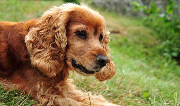 Idiopathic rage is associated with Cocker Spaniels, and is sometimes called cocker rage.