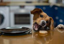 A counter surfing dog can be a nuisance, and the stolen food can be bad for the dog's health.