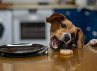 A counter surfing dog can be a nuisance, and the stolen food can be bad for the dog's health.