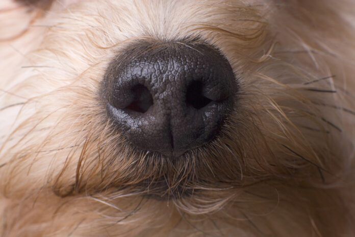 Scientists have proven that dogs can smell cancer with implications for early dectection.