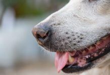 A dog's whisker serve an important sensory function and should not be cut.