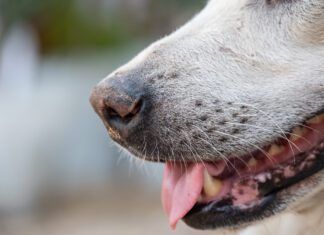 A dog's whisker serve an important sensory function and should not be cut.