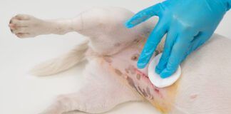 Warning signs after spaying a dog include swelling and discharge around the incision.