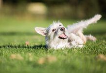 Why do dogs roll in poop? It seems to be an instinct to mask or mark their scent.