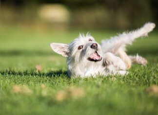 Why do dogs roll in poop? It seems to be an instinct to mask or mark their scent.