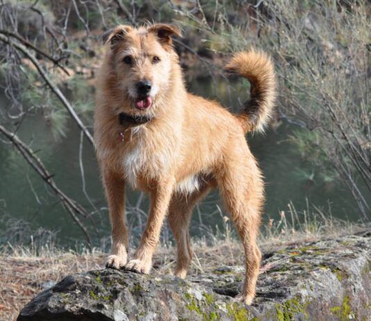 Otto is a handsome boy and vaccinated for parvovirus.