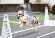 Flyball is a canine sport that engages your dog's instinct for fetch and challenges their athleticism.