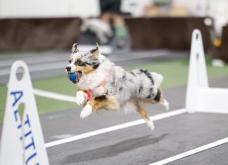 Flyball is a canine sport that engages your dog's instinct for fetch and challenges their athleticism.