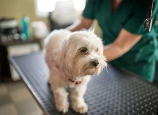 Renal failure in dogs can be caused by multiple conditions and requires immediate intervention.