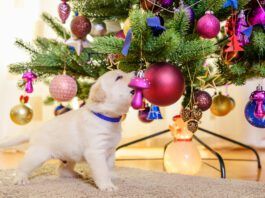 Christmas trees aren't toxic to dogs, but they can still make a dog sick.