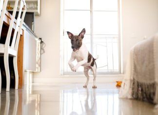 A happy dog living in an apartment.