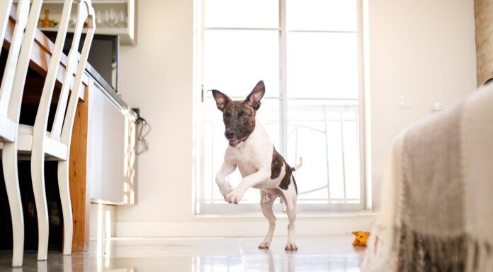 A happy dog living in an apartment.