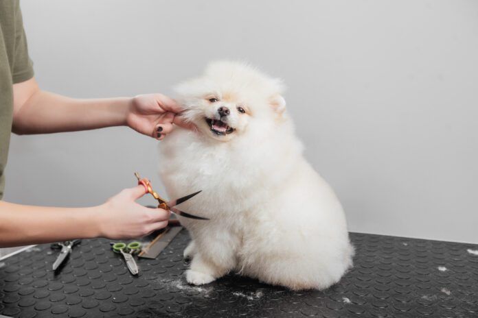 How much it costs to groom a dog varies by the type of dog and grooming needs.