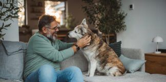 Keeping dogs off the sofa and other furniture is a training exercise.