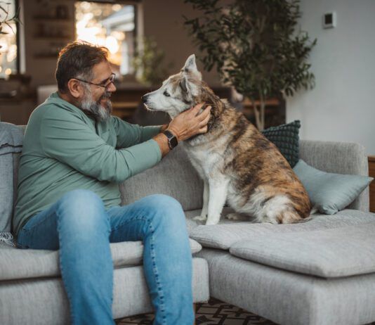 Keeping dogs off the sofa and other furniture is a training exercise.