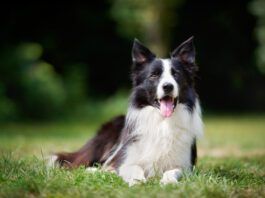 Double coated dog breeds like this border collie require specialized coat care.