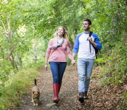 Dogs can get poison ivy, and it is a hazard to be avoided on woodland walks.