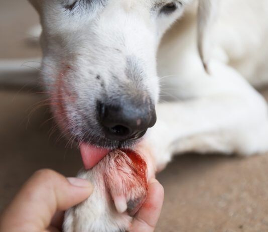 Dogs lick their wounds to remove dirt and other debris to help the wound heal.