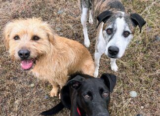 Three adorable dogs on a Thanksgiving Hike.