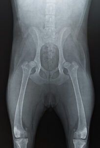 An x-ray or other veterinary testing can confirm hip dyslpasia where a stance or gait only indicates it.