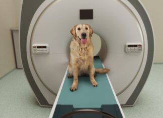 Canine MRIs have played a role in better understanding what dogs think about.