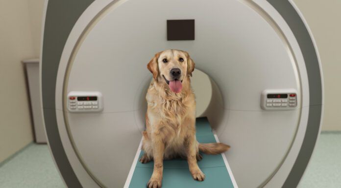 Canine MRIs have played a role in better understanding what dogs think about.