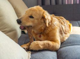 Is rawhide bad for dogs? It can be