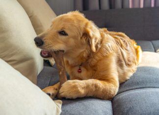 Is rawhide bad for dogs? It can be