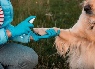 Colloidal silver for dogs is a controversial, but possibly effective anti-microbial agent.