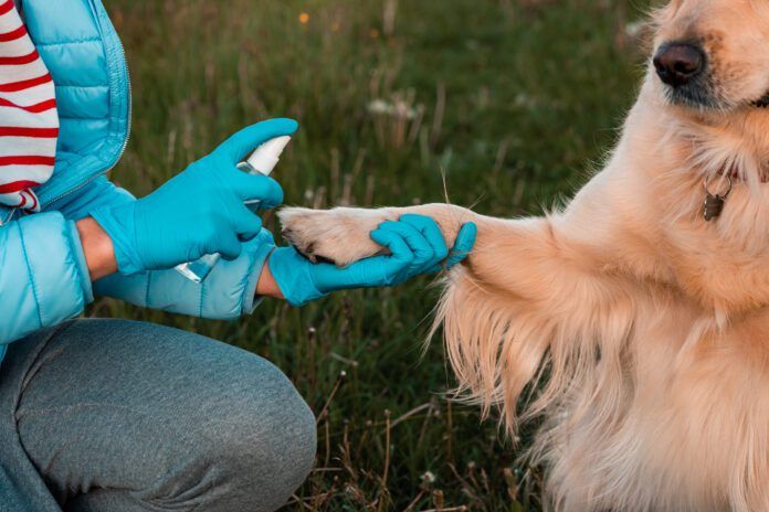 Colloidal silver for dogs is a controversial, but possibly effective anti-microbial agent.