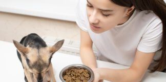 Some dogs are picky eater. Finding dry dog food for picky eaters might mean trying multiple foods and strategies.