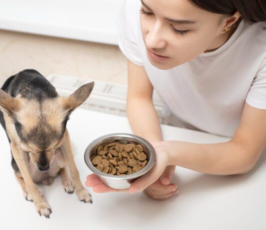 Some dogs are picky eater. Finding dry dog food for picky eaters might mean trying multiple foods and strategies.