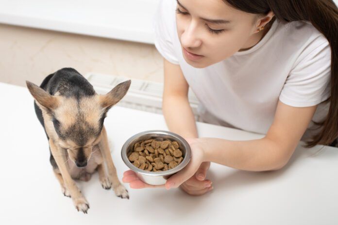 Some dogs are picky eater. Finding dry dog food for picky eaters might mean trying multiple foods and strategies.