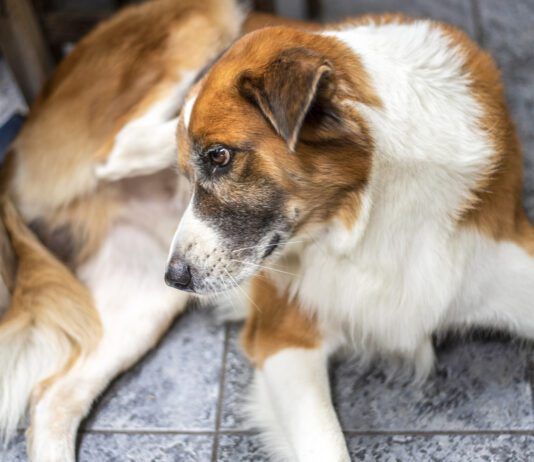 What you feed a dog with a yeast infection makes a big difference in how quickly they recover and whether they develop another yeast infection.