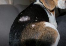 Staph infections in dogs can lead to patchy skin, hair loss, and potentially more serious infections.