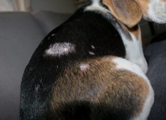 Staph infections in dogs can lead to patchy skin, hair loss, and potentially more serious infections.