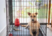 The size of your dog's crate should allow them to stand up, turn around, and lay down comfortably.