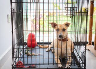 The size of your dog's crate should allow them to stand up, turn around, and lay down comfortably.