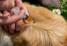 Neem oil for dogs can help repel fleas, and other insects.