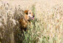 A grain free diet isn't necessarily good for dogs unless they're sensitive to grains.