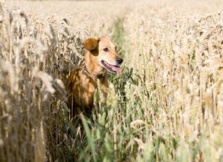 A grain free diet isn't necessarily good for dogs unless they're sensitive to grains.