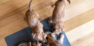 Dogs can burp, and overeating, eating too fast, and digestive issues can cause belching.