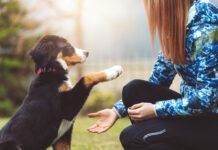 Dog training tools like treat pouches and tethers can make positive reinforcement a daily habit.