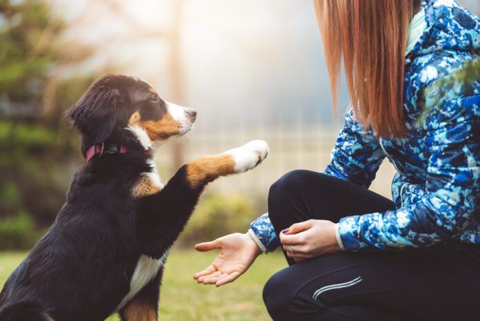 Dog training tools like treat pouches and tethers can make positive reinforcement a daily habit.