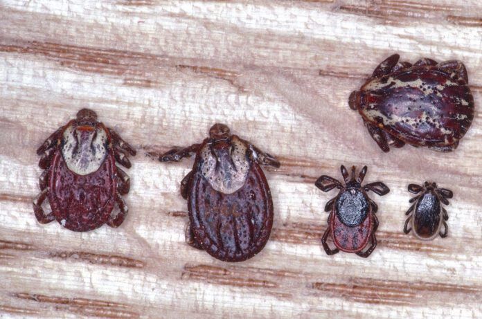 There are many types of ticks that can bite dogs, and spread diseases.