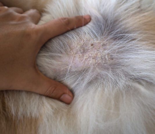 Seborrhea in dogs is a disorder of the skin that is a symptom of several diseases.